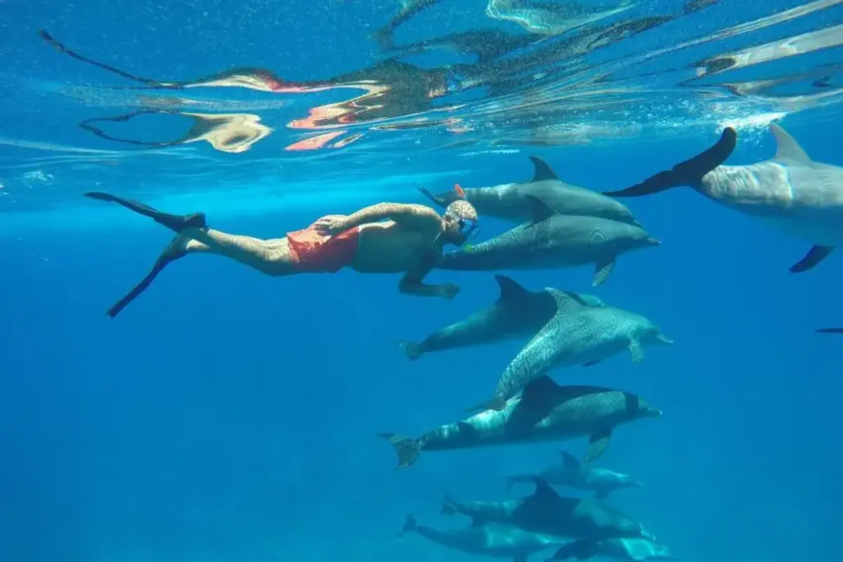 Excursion de plongée en apnée à Dolphin House au départ d'El Gouna