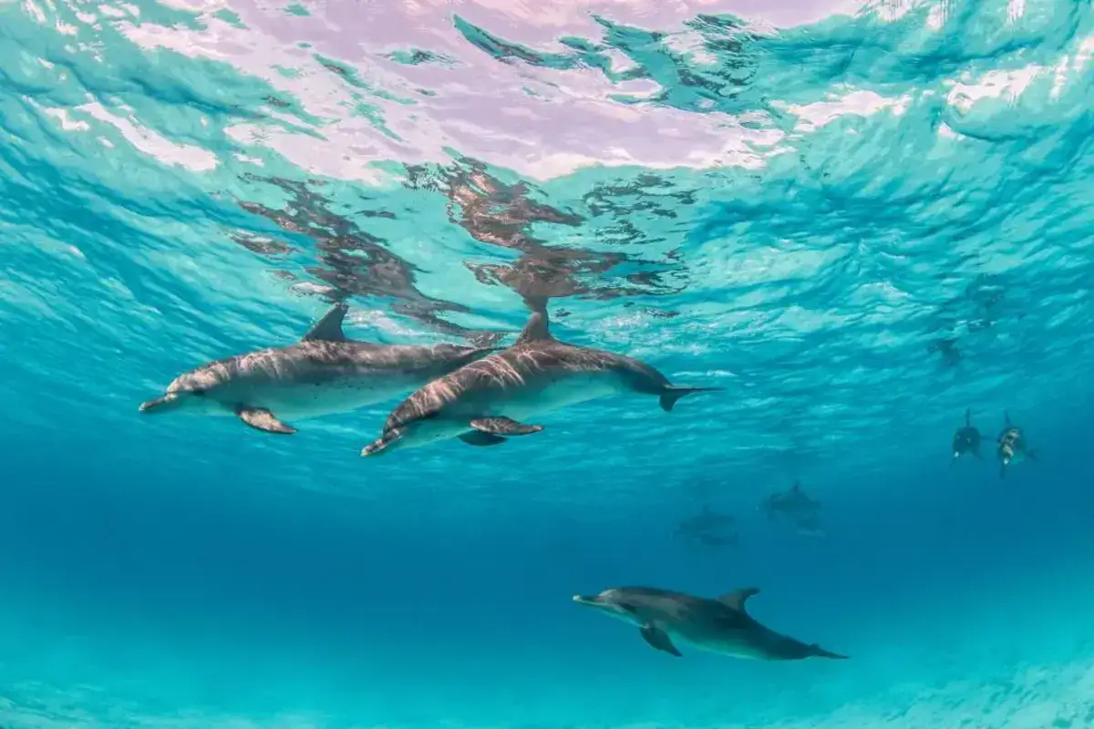 Excursion de plongée en apnée à Dolphin House au départ d'El Gouna