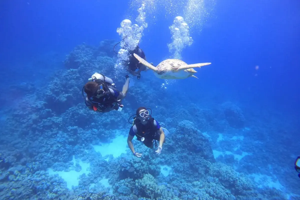 Tauch- und Schnorcheltour mit Mittagessen ab Hurghada