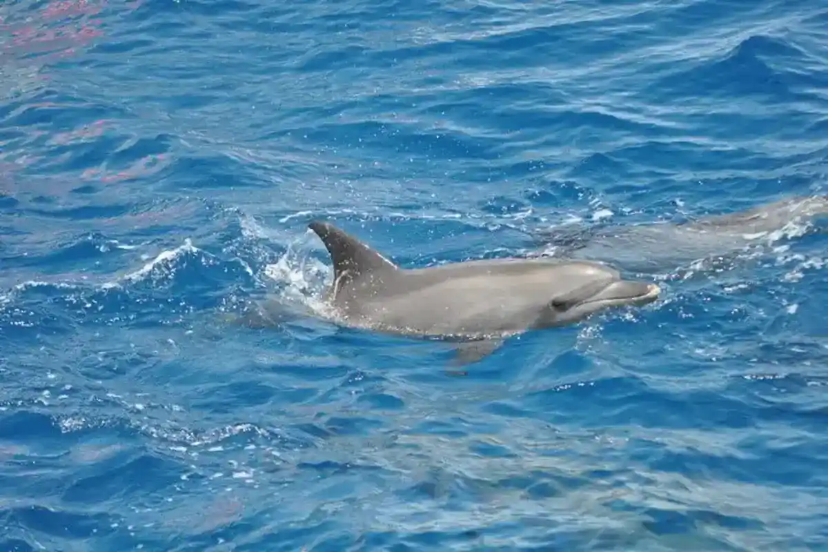 Excursion de plongée en apnée à Dolphin House au départ d'El Gouna