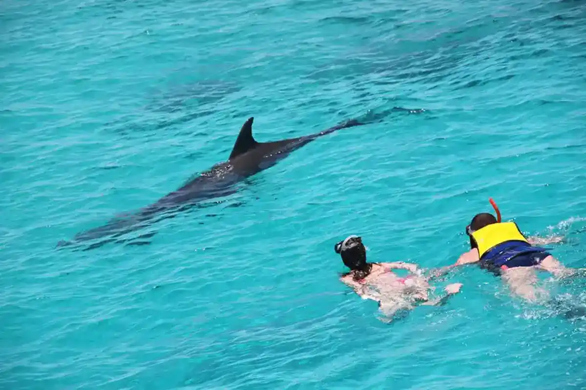 Excursion de plongée en apnée à Dolphin House au départ d'El Gouna