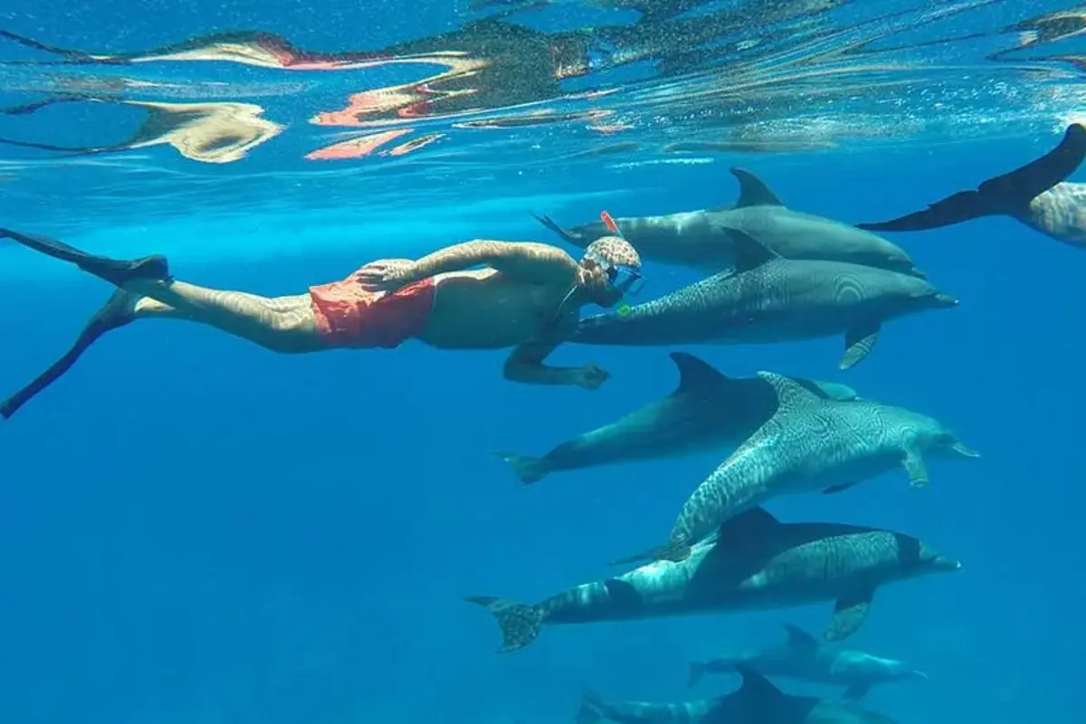 Excursion de plongée en apnée à Dolphin House au départ d'El Gouna
